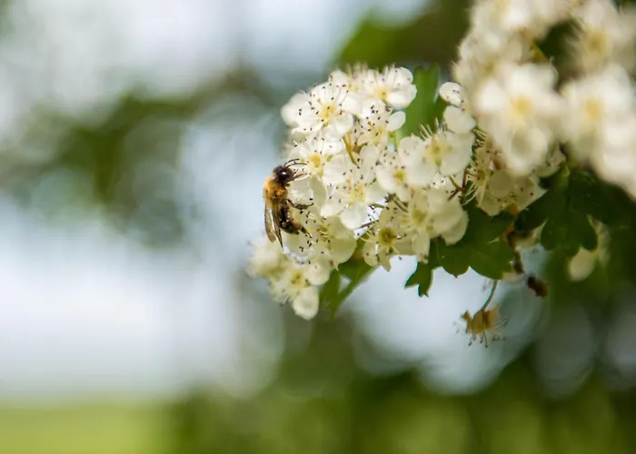 Prázdninový dům Meidoornhoeve *