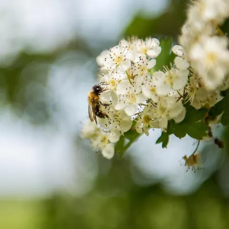 Casa vacanze Meidoornhoeve *